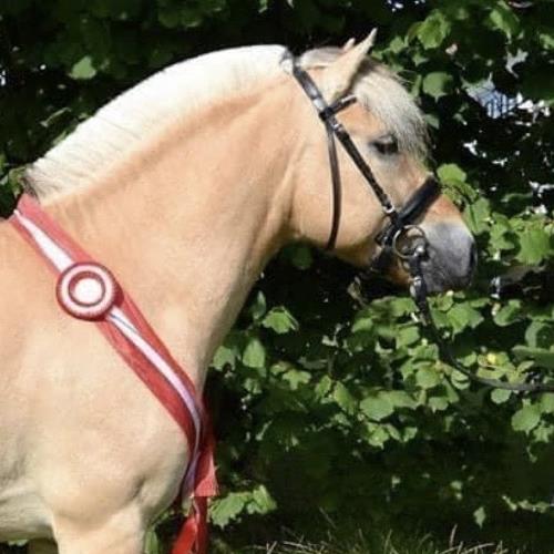 Ågerupgårds Elliot - Fjordhingst - Gul - Stg. 148 cm - *2014